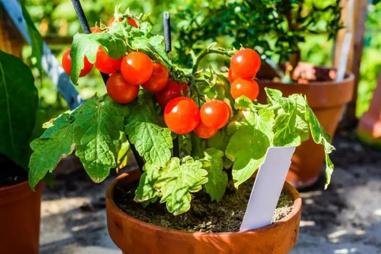 Balcony filled with potted plants-how to grow plants in small spaces