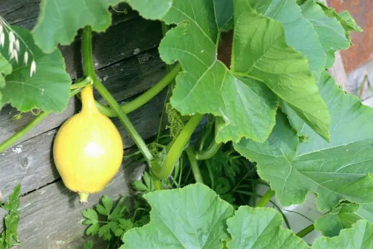 Watering young pumpkin plants-how to grow pumpkins