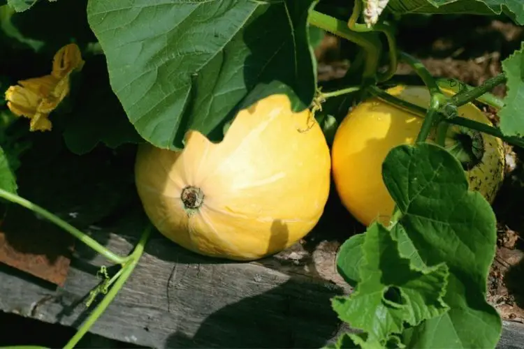 Tips for growing large pumpkins-how to grow pumpkins