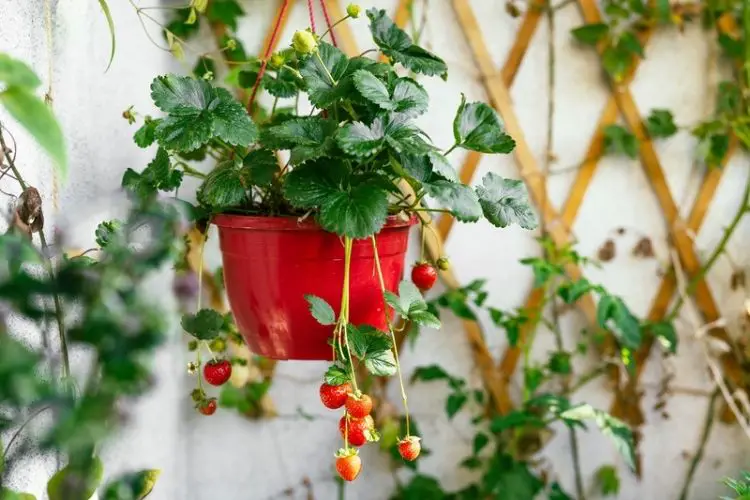 Strawberry plants in balcony pots-how to grow strawberries at home