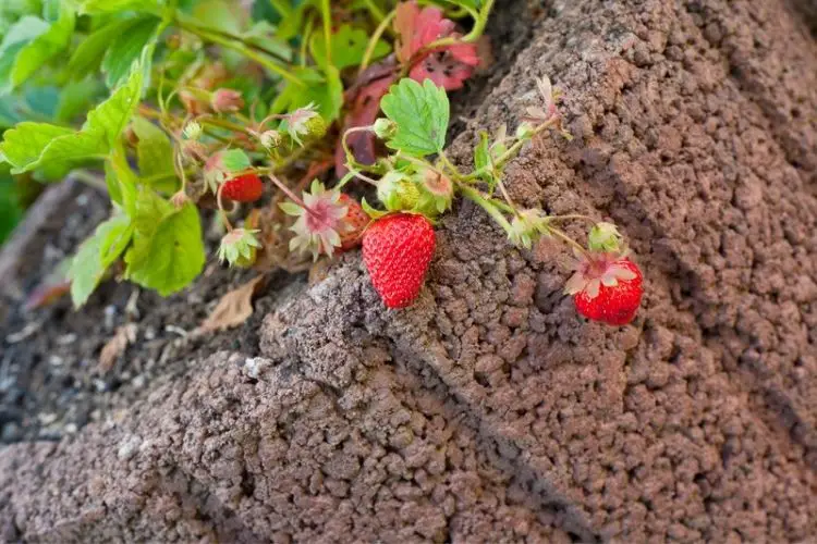 Red strawberries ready for harvest-how to grow strawberries at home