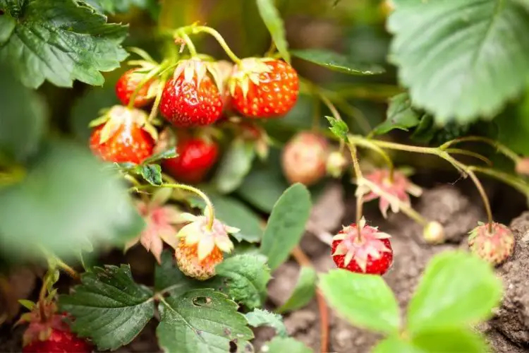 Watering strawberries with a small can-how to grow strawberries at home