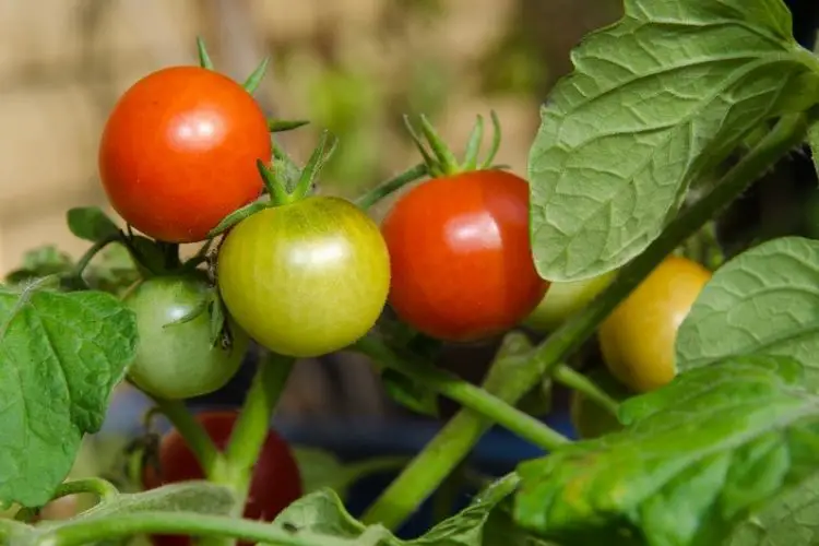Tomato seedlings in small pots-how to grow tomatoes at home