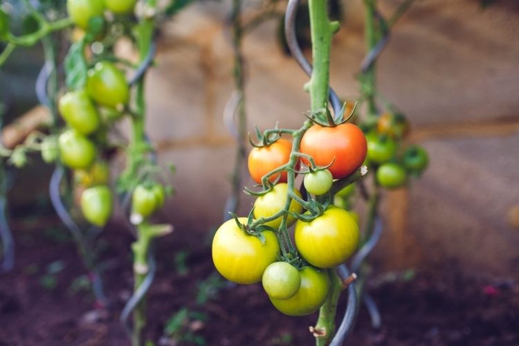 Ripe red tomatoes on homegrown vines-how to grow tomatoes at home