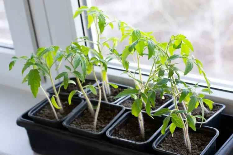 Watering tomato plants in containers-how to grow tomatoes at home