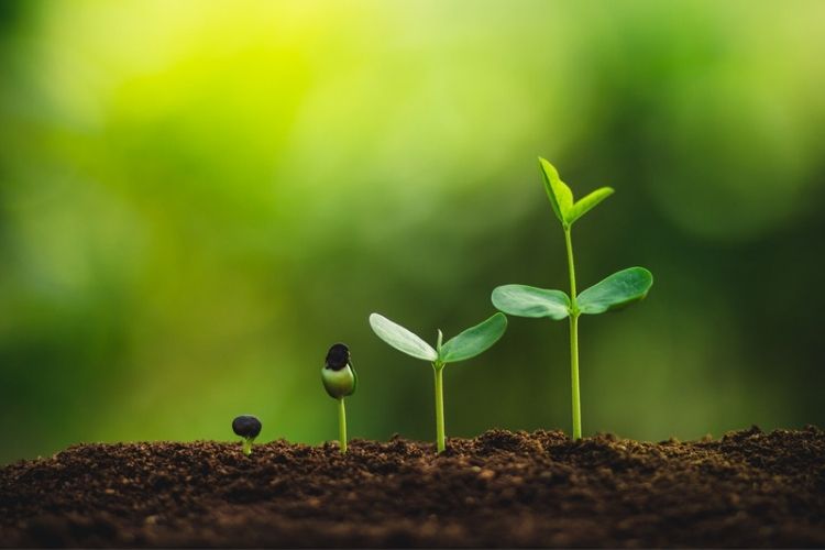 Tips for boosting plant growth indoors-how to improve plant growth