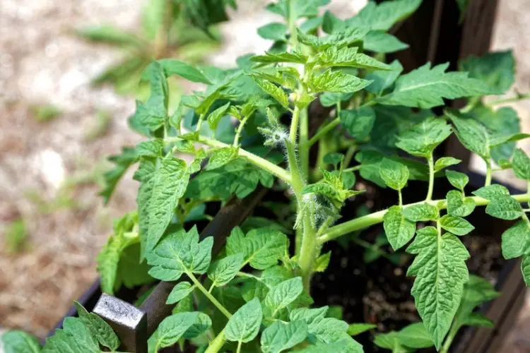 Healthy green leaves from proper care-how to improve plant growth