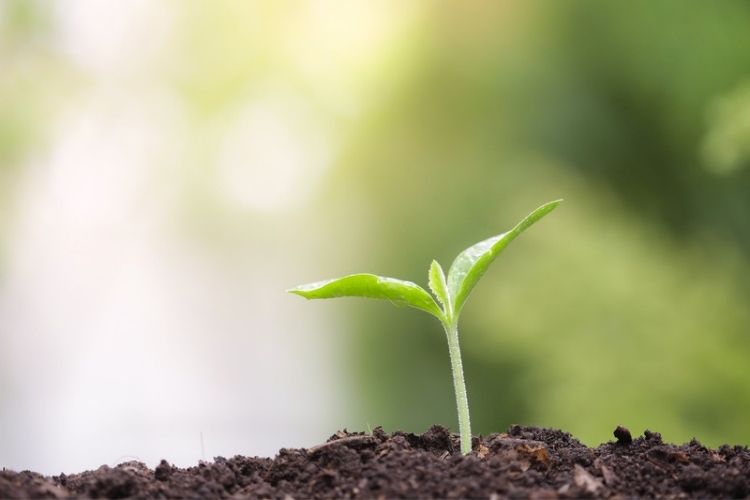 Sunlit plants growing rapidly-how to improve plant growth