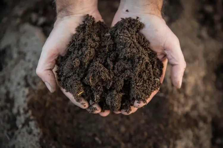 Ready-to-use compost for garden beds-how to make compost at home