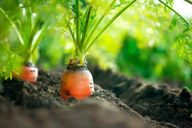 Carrot seeds planted in straight rows-how to plant carrots from seeds