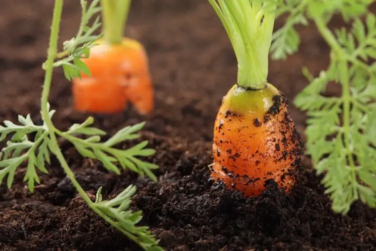 Watering young carrot sprouts-how to plant carrots from seeds