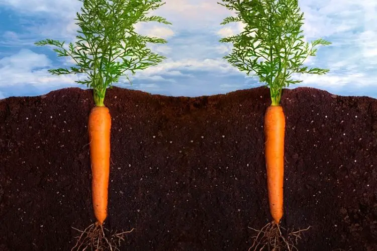 Tips for thinning carrot seedlings-how to plant carrots from seeds
