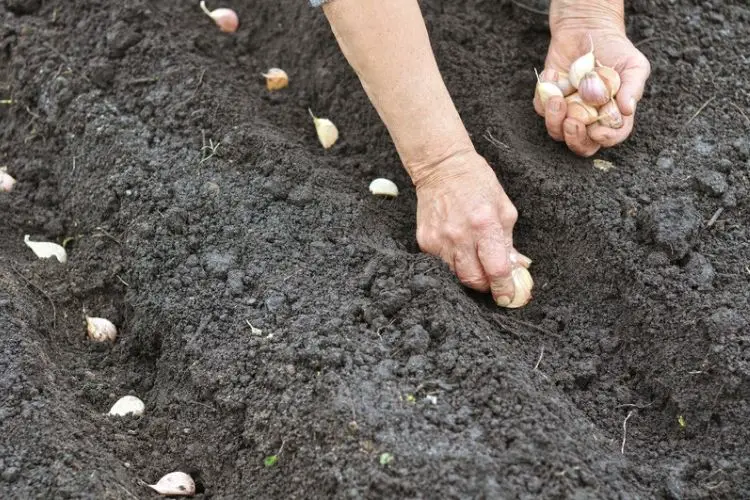 Garlic cloves planted in neat rows-how to plant garlic from cloves