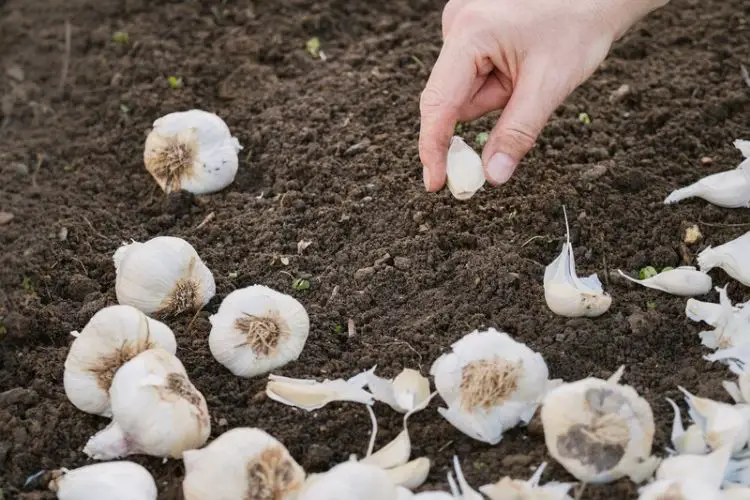 Harvest-ready garlic grown at home-how to plant garlic from cloves