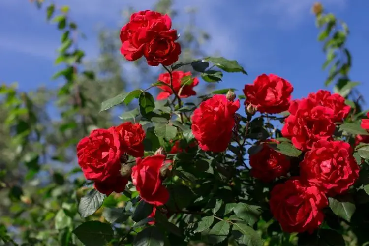 Rose bush planted in rich soil-how to plant roses in your garden