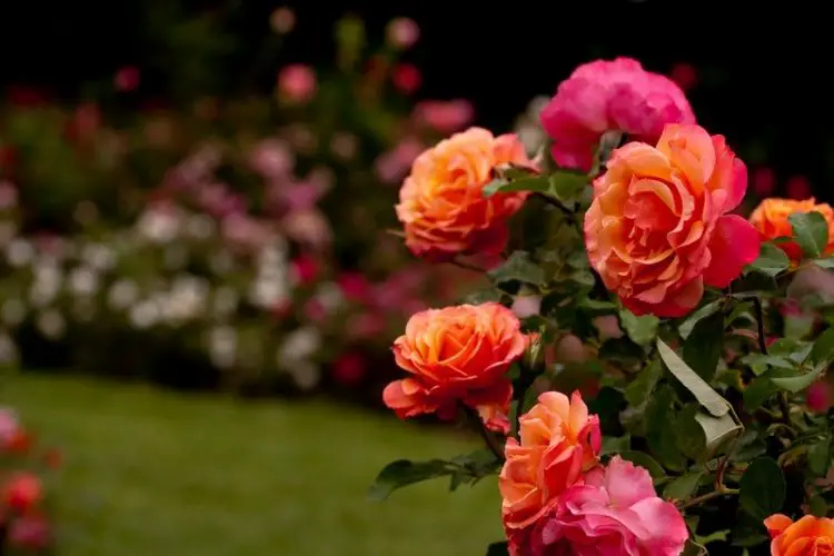 Red roses blooming beautifully-how to plant roses in your garden