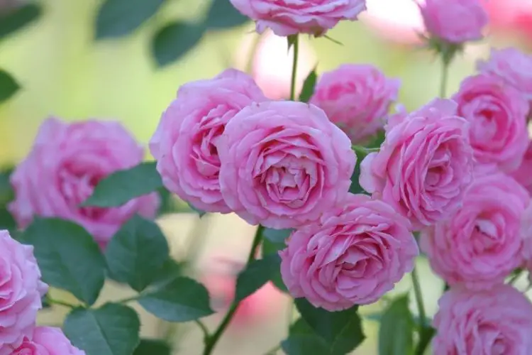 Pruning roses for better flowers-how to plant roses in your garden