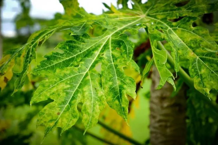 Healthy leaves free from disease-how to prevent plant diseases