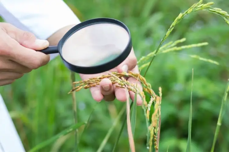 Inspecting plants for early signs-how to prevent plant diseases