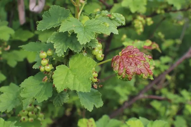 Using fungicide to prevent diseases-how to prevent plant diseases