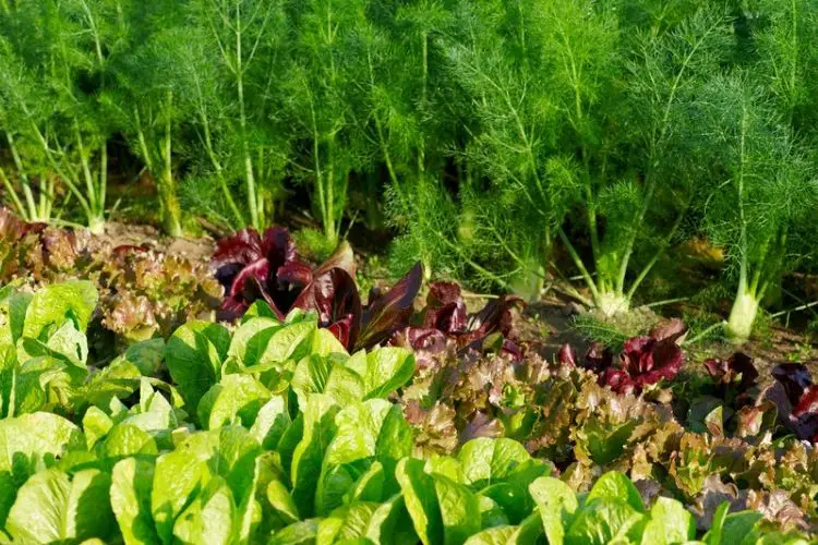 Vegetable beds prepared with soil-how to start a vegetable garden from scratch