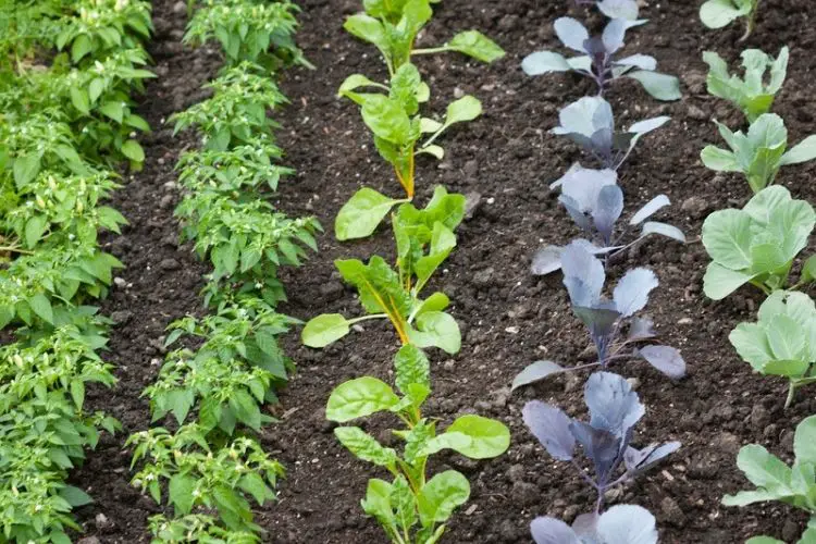 First-time gardener planting seeds-how to start a vegetable garden from scratch