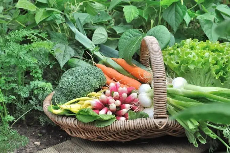 Sprouting vegetables in early spring-how to start a vegetable garden from scratch
