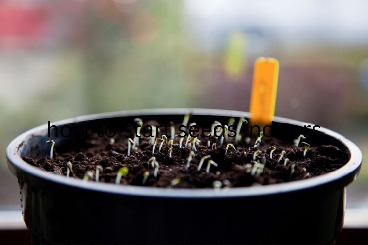 Young seedlings sprouting indoors-how to start seeds indoors