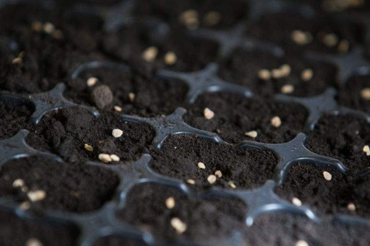 Tips for successful indoor seed starting-how to start seeds indoors
