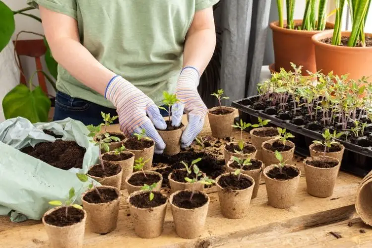 Carefully lifting seedlings from trays-how to transplant seedlings