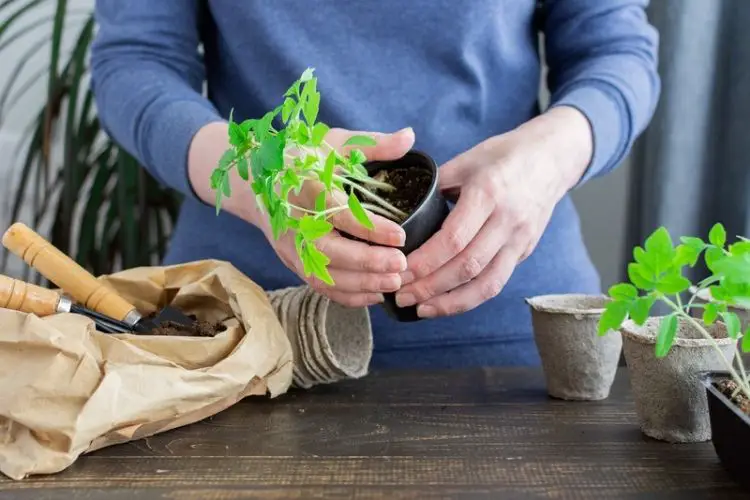 Seedlings being transferred to garden-how to transplant seedlings