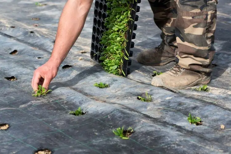 Roots prepared for successful transplant-how to transplant seedlings