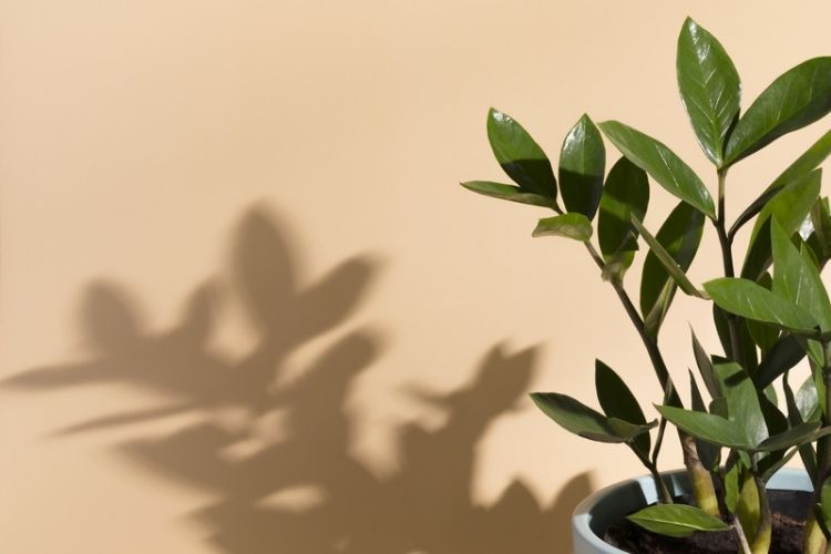 ZZ plant growing in a dark corner-indoor plants that need low light