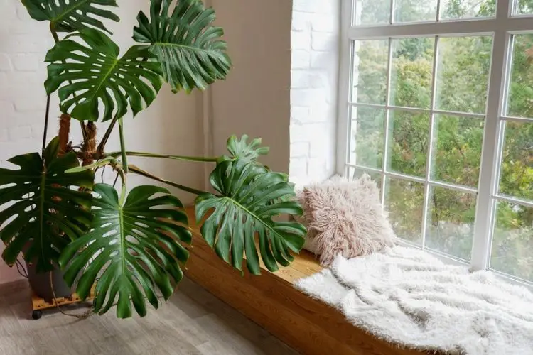 Peace lily flourishing with little sun-indoor plants that need low light