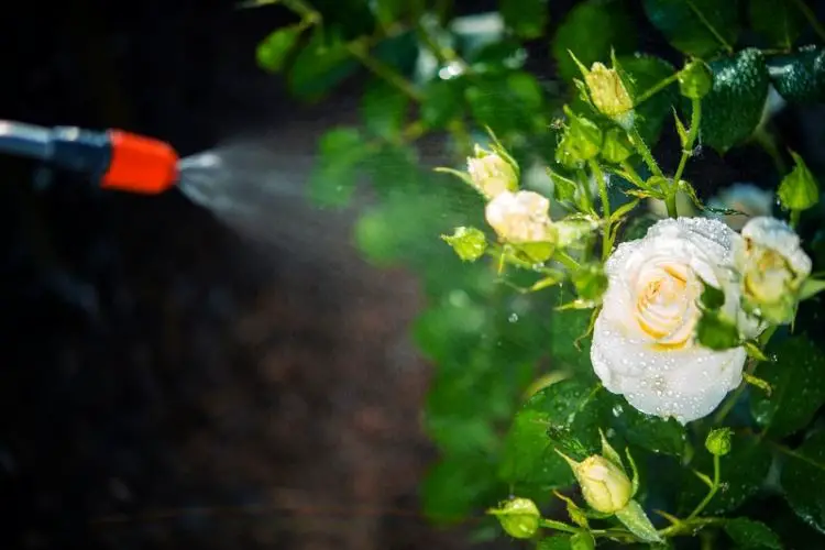 Garlic spray applied on leaves-natural remedies for plant pests