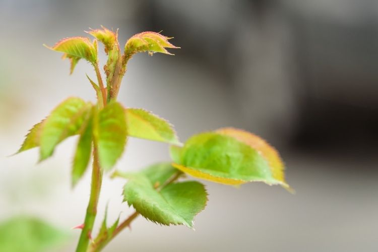 Soap solution used for pest control-natural remedies for plant pests