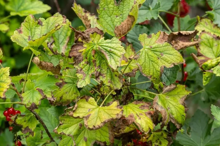 Eco-friendly pest remedies in action-natural remedies for plant pests