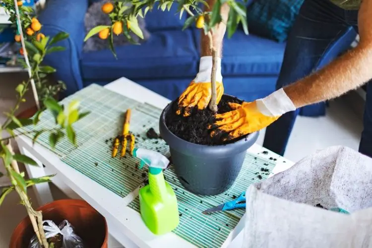 Lemon tree in a terracotta pot