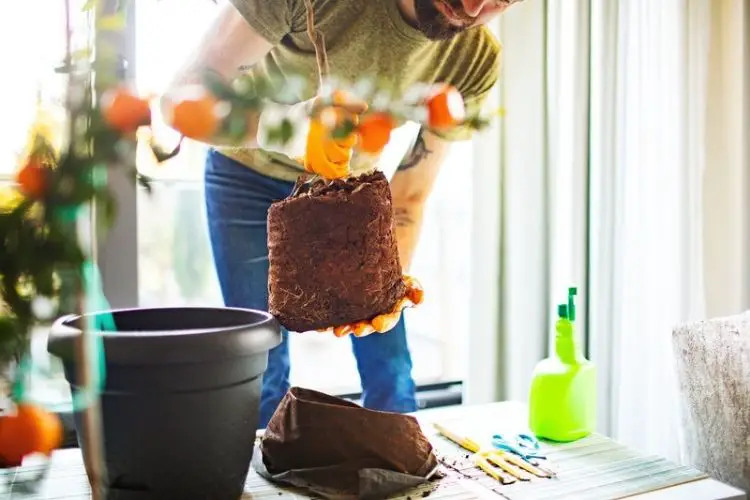 Watering a small citrus plant
