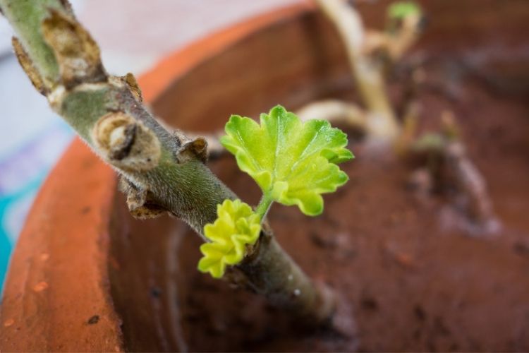 Tips for growing oranges in containers