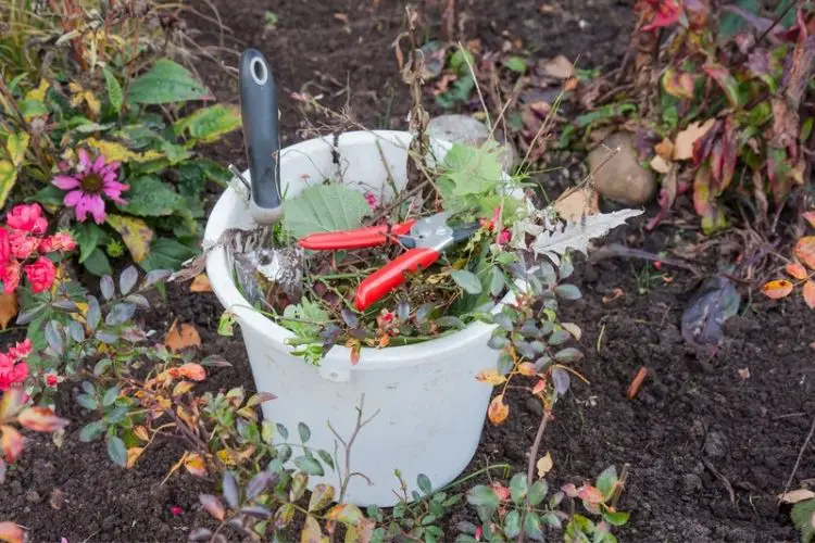 Vegetable patch prepared for autumn planting-seasonal gardening tips