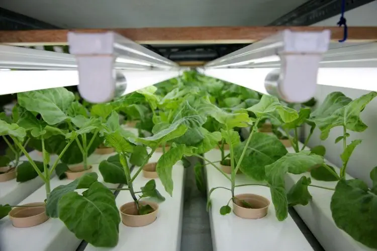 Solar-powered greenhouse for crops-sustainable farming practices