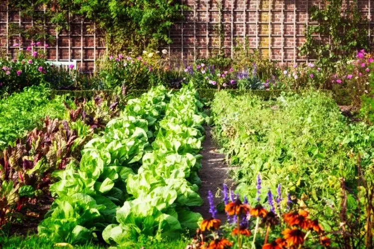 Watering plants during cool hours-tips for gardening in hot climates