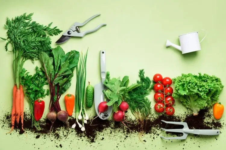 Beginner gardener tending to vegetable rows-vegetable gardening tips for beginners