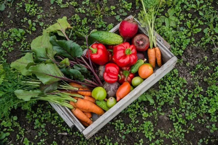 Healthy lettuce growing in raised beds-vegetable gardening tips for beginners