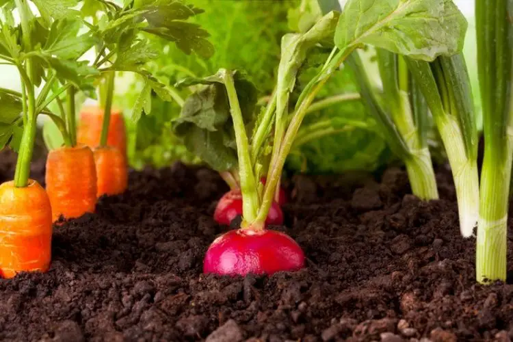 Simple tips for watering new seedlings-vegetable gardening tips for beginners