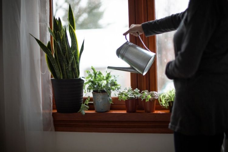 Houseplants with a watering can nearby-watering schedule for houseplants
