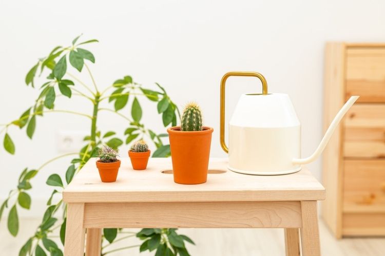 Tips for avoiding overwatering-watering schedule for houseplants