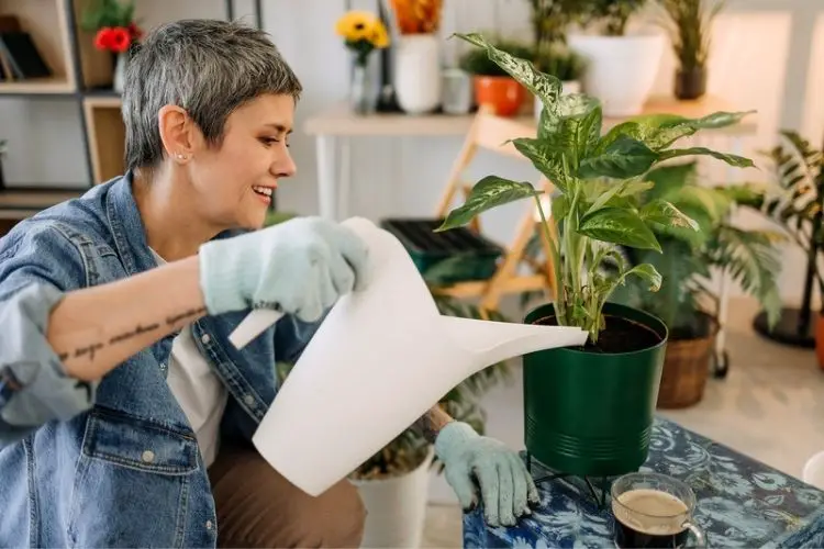 Weekly watering schedule for succulents-watering schedule for houseplants