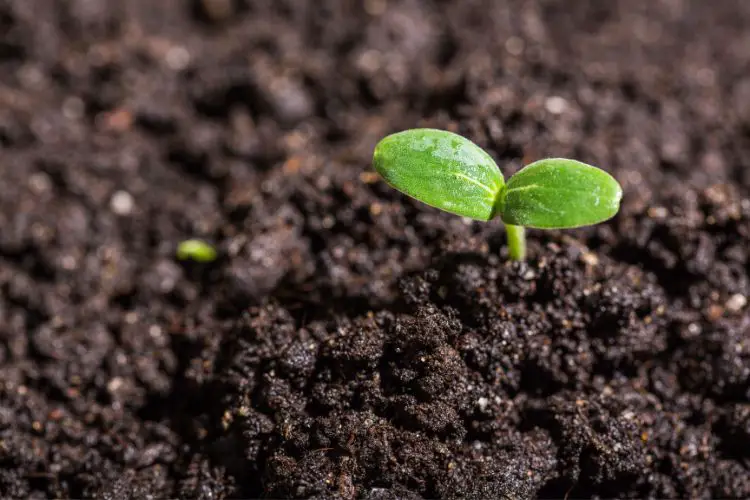 Best fertilizer practices for thriving vegetables best gardening practices